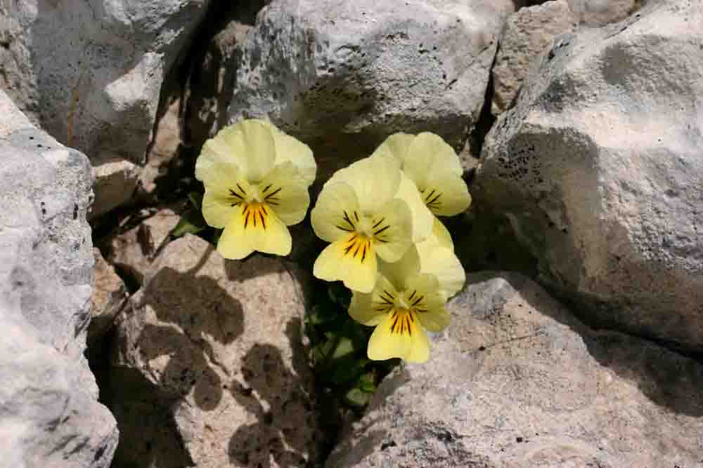 Viola eugeniae / Viola di Eugenia